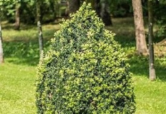 hedge trimming pruning Colorado Springs 1