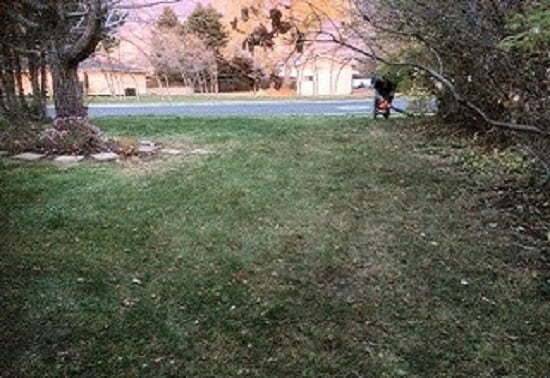 spring cleanup services Colorado Springs