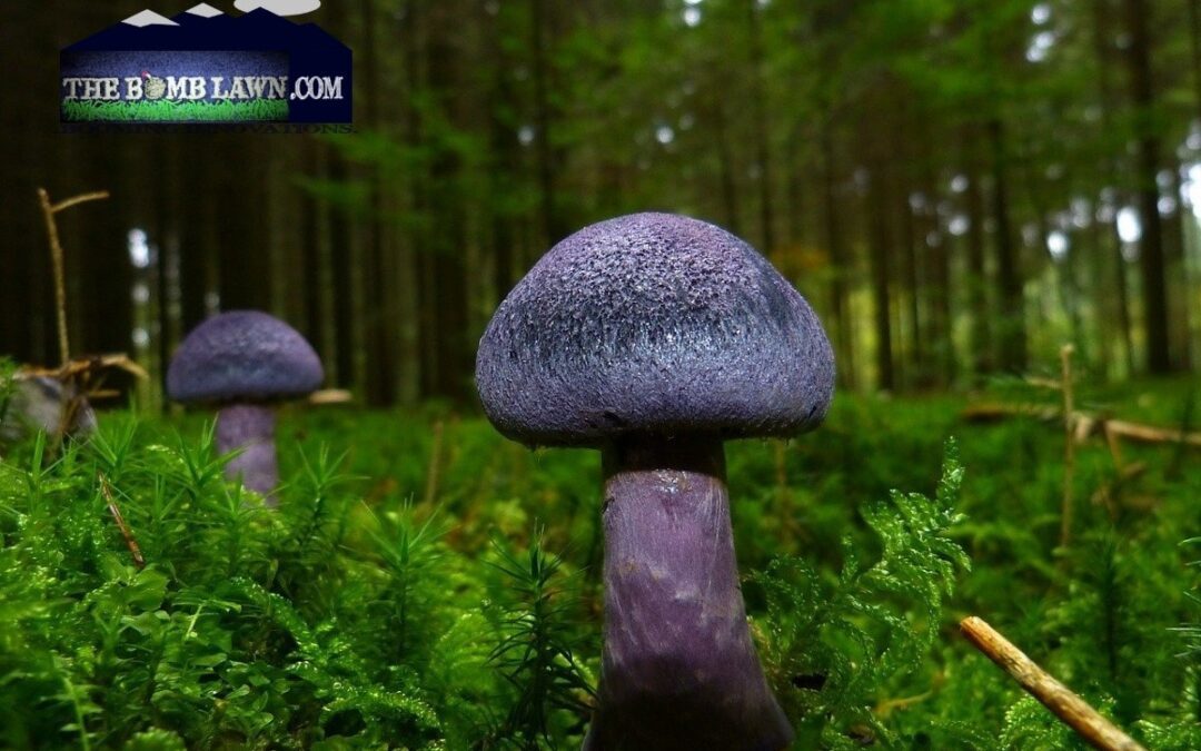 Why Do I Have Fungus In My Lawn?