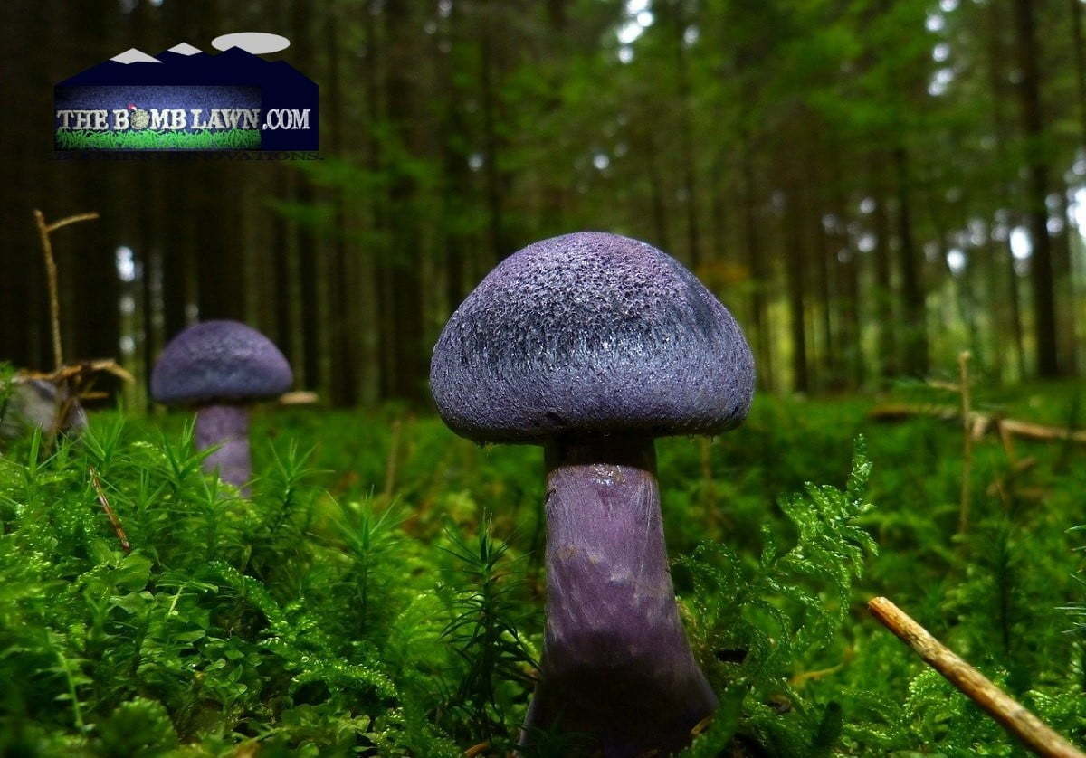 mushrooms-in-lawn-Colorado-Springs Purple Mushrooms on a Clients Lawn In Colorado Springs