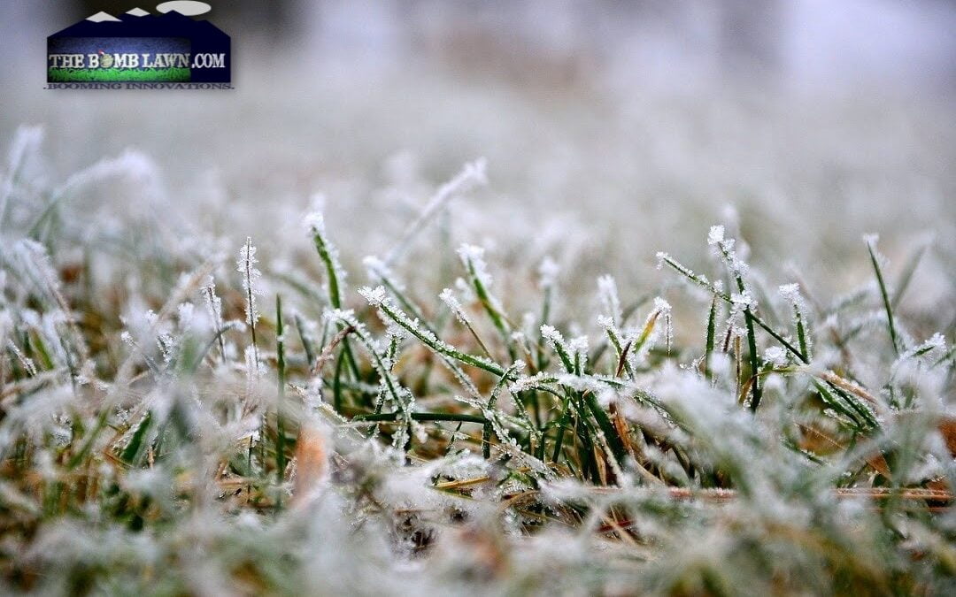 How to Restore your Lawn After A Harsh Winter